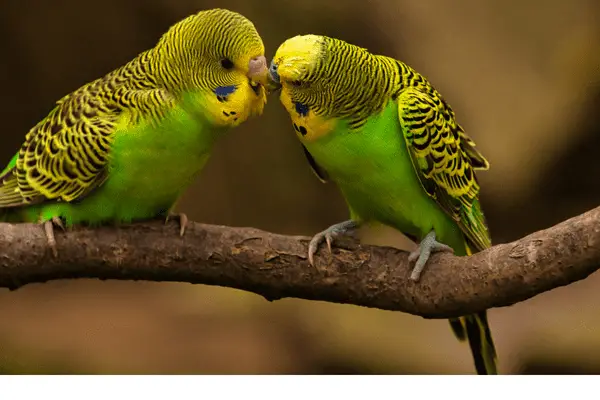 Budgies