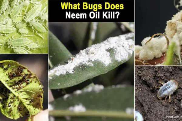 What bugs does neem oil kill