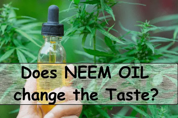 Does neem oil affect taste?