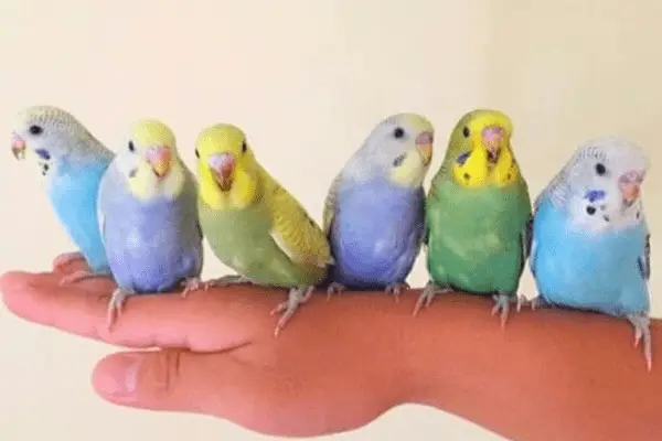 Do parakeets like to be held?