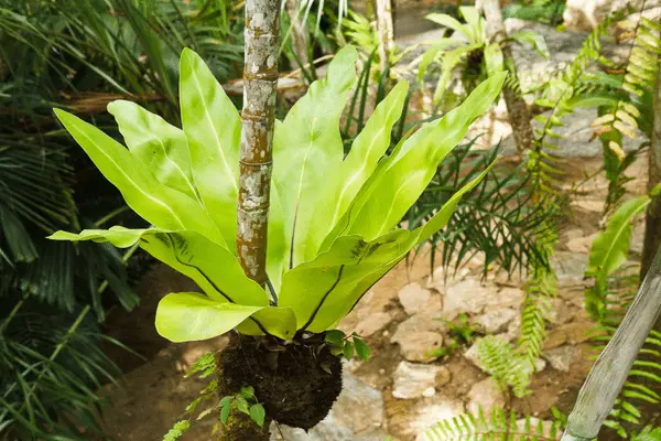 Bird's Nest Fern1