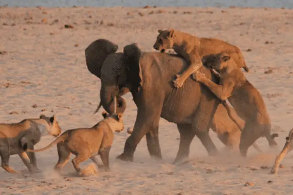 Lions kill Elephant