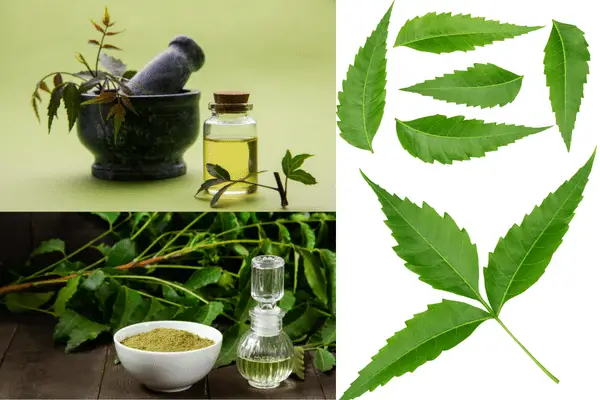 Neem oil