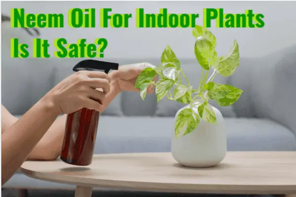 Is neem oil safe for indoor plants?