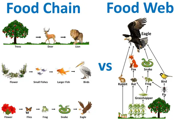 Birds And Humans: Are They Secondary Consumers? (Examples) - EcoWut