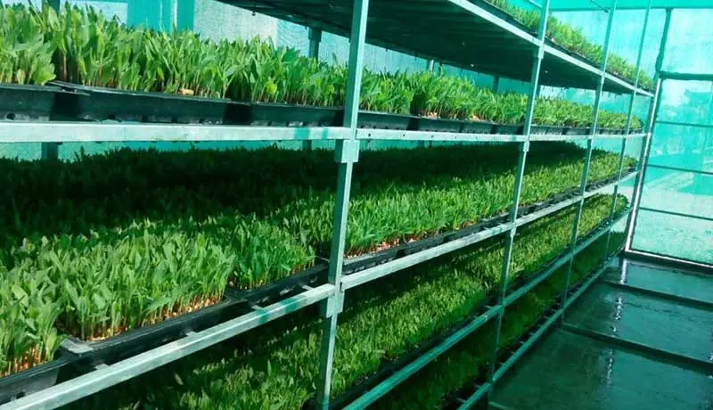 Vertical Farming 3 Best Rack Systems for Microgreens