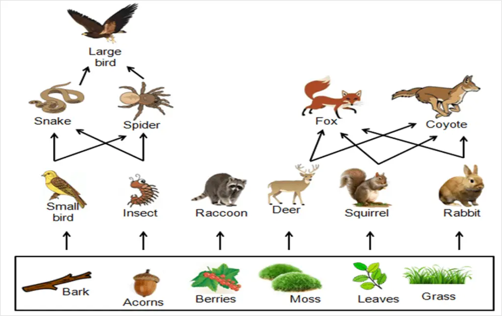 Food Webs and Trophic Levels