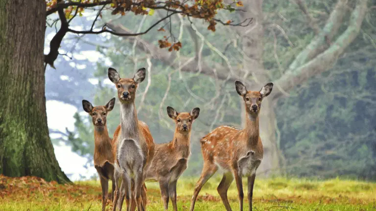 Are Hydrangeas Deer Resistant