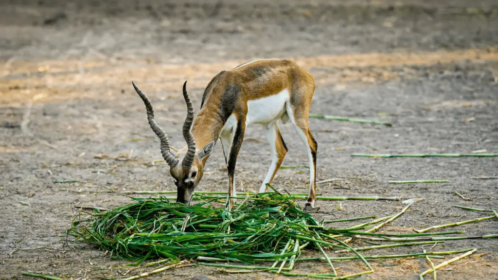 Do Deer Eat Petunias