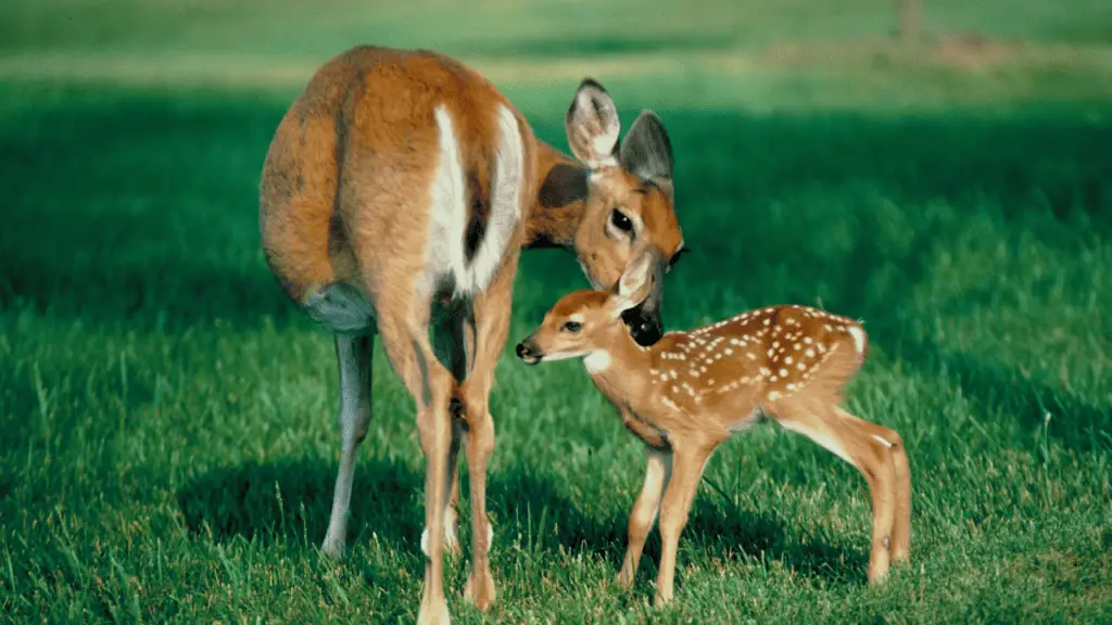 Petunias and Deer